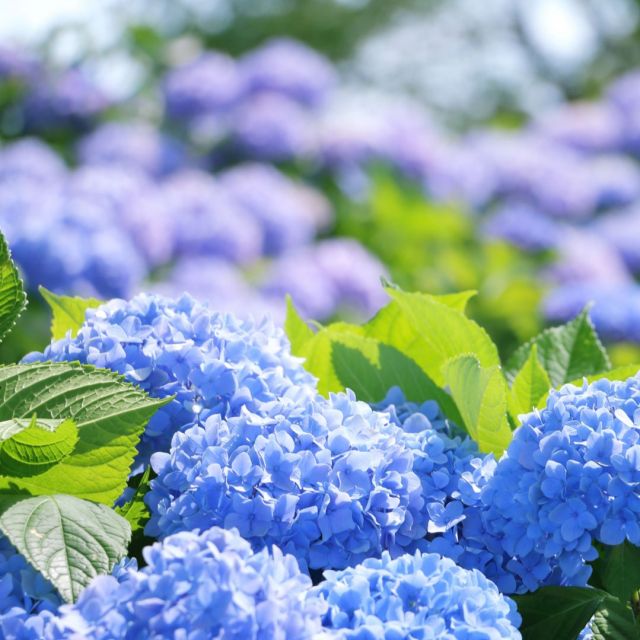 皆様こんにちは
今日は季節のお花についてのお話です。
心が和むようなエピソードや
文化的な背景もご紹介しますね。

まずは、6月の代表的なお花
紫陽花（あじさい）のお話。

紫陽花は土の酸度によって
花の色が変わるのは有名です。
（酸性なら青、アルカリ性なら赤）

この性質から「移り気」とも言われます。
裏を返せば
「柔軟性」や「変化を受け入れる力」を
象徴するとも取れます。

人も、お肌や体調が変化していくもの。

私も皆様のお肌に、体調に
寄り添っていけるように
日々精進しております。

そして、6月上旬に
見ごろを迎える
菖蒲（しょうぶ）

「勝負」に通じる縁起の良い花です。
「強さと優雅さ」を
兼ね備えた花として、
凛とした魅力がありますね。

皆様も街や公園で
紫陽花や菖蒲を目にした時に
思い出して愛でてみてくださいね。