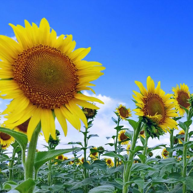 皆様こんにちは
先月から始まった
季節のお花のお話です。

まずは7月の代表的なお花
ひまわりのお話。

「ひまわりは太陽を
追いかけて動く」と
言われますが、実は
成長途中の若い株だけが
太陽を追い、成長しきった
大人のひまわりは
東を向いたまま動かない
ことが多いんです。

ひまわりを見習って
大人になった自分は
”ぶれない自分”
で、ありたいですね。

次に、ハス（蓮）のお話。

ハスは「泥の中から
美しい花を咲かせる」ため、
仏教で「清らかな心」
「悟り」の象徴。
これは人間の煩悩の
中からでも清らかな
心を持てるという
教えに通じています。

どのような
状況に置かれても、
美しくいられる
自分を目指したいです。

まとめ

7月の花には、
人の心や歴史、
文化と結びついた
深い意味があります。
ただ美しいだけじゃない、
そんなところが
7月の花の魅力ですね。