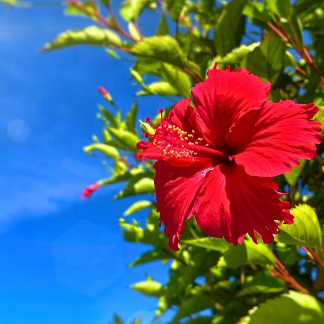 皆様こんにちは
今回は恒例の
季節のお花のお話です。

8月のお花、まずは！
南国ムード満点の
ハイビスカス。

ハイビスカスは、
実は1輪の命がたった1日。
朝咲いて夕方には
しぼんでしまいます。

それでも次から次へと
新しい花を咲かせるので、
私たちに鮮やかな姿を
毎日見せてくれます。

華やかな印象のお花ですが
「今日を全力で生きる」
健気な花ともいえますね。

次に、お盆の頃に咲く
キキョウ（桔梗）のお話。

キキョウは古くから薬としても
利用されてきました。
根は「桔梗根（ききょうこん）」
と呼ばれ、のどの炎症や咳止めに
使われたとか。
しかも花の形が五角形で、
魔除けの意味もあり、
戦国武将の家紋にも
多く使われました。

そして、最後に
猿も滑るツルツルの木
サルスベリ（百日紅）

サルスベリの花は、
約100日間咲き
続けることから
この名がつきました。
幹がとても滑らかで、
まるで磨き上げた木肌のよう。

”猿も登れない”と言われますが…
実際は猿の運動能力なら
余裕で登れるそうです。

つまり、これは
人間が、想像で勝手に付けた
ちょっと大げさな名前なんですね。

まとめ

8月は夏真っ盛りで、
強い日差しや暑さにも
負けない元気な花が
多く咲きます。

私たちも、毎日の猛暑に
負けずにこの季節を
楽しんでまいりましょうね。