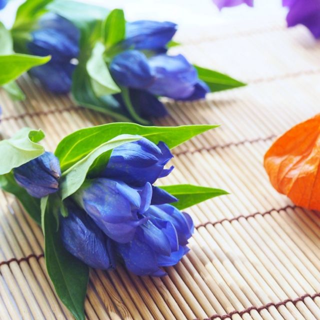 皆様こんにちは
季節のお花のお話です。

9月のお花って、
ちょっと「夏の余韻」と
「秋の入口」が混じり合った
不思議な季節感があって
面白いんですよ!

たとえば…

”リンドウ”
鮮やかな青紫色が印象的な
リンドウは、秋の花の代表格。
名前の由来は
「根がとても苦い」
というところから来ています。
昔は胃薬や解熱剤として
重宝されていたんですよ。
美しい見た目と苦〜い効能、
このギャップがなんとも
ドラマチック。

次のお花は”キク”
「重陽の節句（9月9日）」に
登場する花。
平安時代には
キクの花に真綿をかぶせて
夜露を吸わせ、
その露で顔を拭うと若返る！
なんて信じられていたんです。
美容アイテムとしても
キクは大活躍だったんです。

そして、

秋のお彼岸にあわせて咲く花。
”ヒガンバナ”
真っ赤な花が一斉に咲く姿は
妖しくて、昔から
「死人花」「地獄花」など
怖い別名がいっぱい。
でも実は、
田んぼやお墓のまわりに
植えられたのは知恵の証。
ヒガンバナの毒が
モグラやネズミを
寄せつけないから、
農作物やご先祖の
お墓を守っていたんです。
ちょっとホラーで、
でも頼もしいお花！

こうしてみると、
9月は「美しさ」だけじゃなく、
薬・儀式・生活の知恵まで
様々な能力を持つ
素敵な花が多いんです。