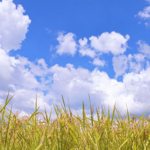 秋の紫外線も注意！

季節の変わり目の
スキンケアのお話です。

夏の紫外線×冷房ダメージを
受けたお肌は、今の時期に
“疲れサイン”が出やすいんです。
気づかないうちに
乾燥・くすみが進んでるかも…

ポイントは、
・丁寧な保湿で水分と油分のバランスを整える
・夏に蓄積したダメージには美白＆透明感ケアを
・角質ケアはやさしく、過剰にならないように

当たり前の事ですが
今一度この時期のスキンケアを
徹底してくださいね。

そして、秋でも紫外線は油断大敵。
 日焼け止めはマスト！

秋は“リセット美容”の
ベストシーズン。
夏のダメージを労わって、
冬に備える肌づくりを
始めましょう。

おまけコーナー
【世界の面白スキンケア】
”トルコ”のお話

薔薇水でスキンケア。

古代から愛される美容法で、
バラの蒸留水は肌を引き締め、
香りでもリラックス効果があると
人気があるんですって。
なんかゴージャスですね。

ではまた。。。