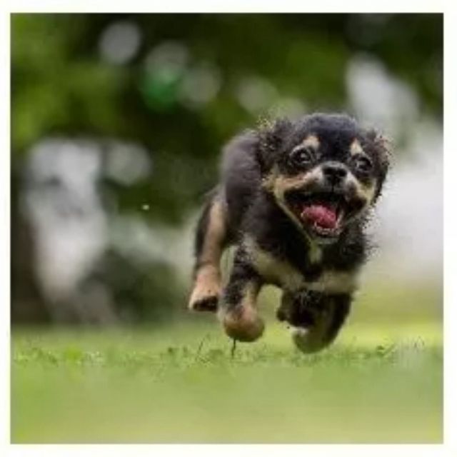 皆様こんにちは。

さくらではサロンで
使用しなくなった
タオルや新聞紙などを
日本保護犬保護猫協会様に
寄付させていただいております。

微力ながら
保護犬、保護猫、団体様の
お役に立てればと
考えております。

※写真は
日本保護犬保護猫協会様に
許可を得てお借りしております。

#犬
#猫
#保護犬
#保護猫