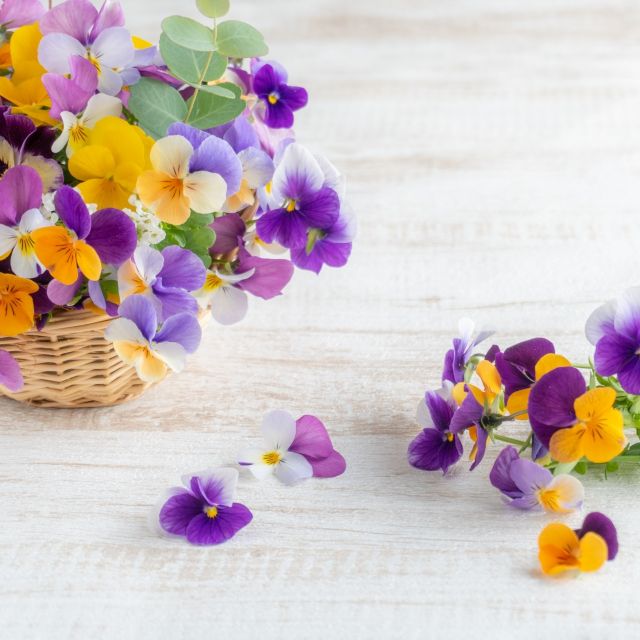 皆様おはようございます。

2月は実は「いちばん○○」な月
というお話です。

2月って”短いだけの月”
だと思ってませんか？

実は…

1年でいちばん
・空気が乾燥しやすい
・自律神経が乱れやすい
・肌トラブルが出やすい

という、
体と肌にはなかなか
ハードな月なんですよね。。。

「最近なんか不調…」
「スキンケアしてもイマイチ…」

それ、気のせいじゃなくて
2月あるあるかもしれません。

だからこの時期は

・しっかり保湿
・ゆっくり深呼吸
・ぬるめのお風呂

年明けから忙しい
毎日を過ごしてきたから
ちょっとだけ
自分に甘くいくのが正解かも。

写真は、
この時期から咲き始める
パンジーです。
花言葉は、
思いやり・心の安らぎです。

2月は「頑張る月」じゃなくて
労わる月にしてみては。