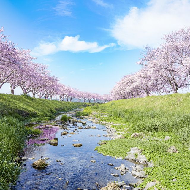 みなさまこんにちは。

今回は、もうすぐ訪れる
春のための
スキンケアのお話です。

春の肌は
「暖かくなって
元気そうに見えるけど、
実は一年で一番デリケート」。

理由は
・気温差
・花粉・黄砂
・紫外線の増
・自律神経の乱れ

これらが重なり、
肌の中は乾燥＆
バリア低下状態に
なりがちです。

ベタつくからといって
保湿をやめると・・・
かゆみ・赤み・ニキビ・
ごわつきの原因に
なってしまいます。

なので、

春の合言葉！

落としすぎない。
こすらない。
守る。

です。

冬より油断しやすく、
夏より対策が
遅れがちなのが春。

だからこそ、
やさしい洗顔
＋しっかり保湿
＋早めの紫外線対策
が美肌の分かれ道です。

つまり、
春の肌は
機嫌がよさそうですが

”一年で一番
ご機嫌ナナメ”

なのかもしれませんね。