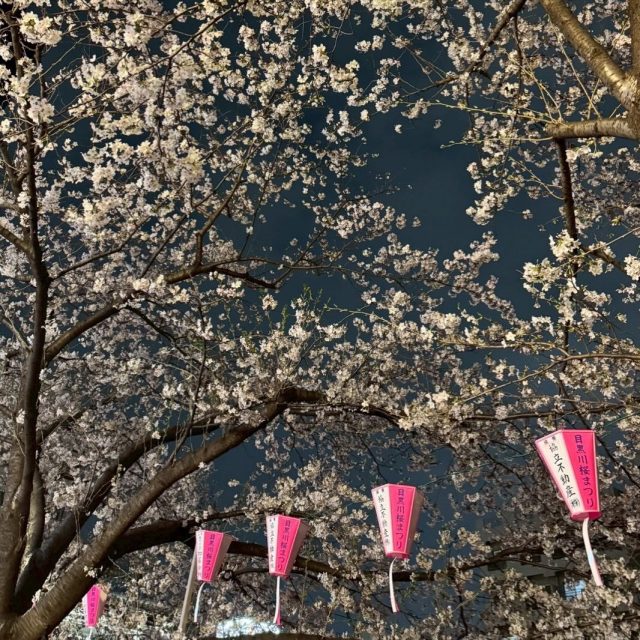 皆様こんにちは。

”さくら”の季節です。

約3.8kmの
川沿いの両岸に、
約800本のサクラが
咲き競う、目黒川沿い。