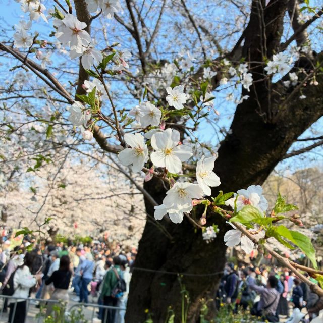 皆様こんにちは。

2026年
今年も”さくら”の季節が
巡ってきましたね。

まずは、
桜の本数約800本！
満開の上の上野恩賜公園

大勢の方がお花見を
楽しんでいました。