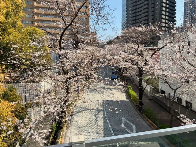 皆様こんにちは。
まだ”さくら”の季節です。

全長約1kmにもおよぶ
アークヒルズ周辺の
桜並木が柔らかく美しい光で
照らされていました。

1986年から
40年以上かけて
成長した桜は、
今ではアークエリアの
春の風物詩となっています。

素敵です。