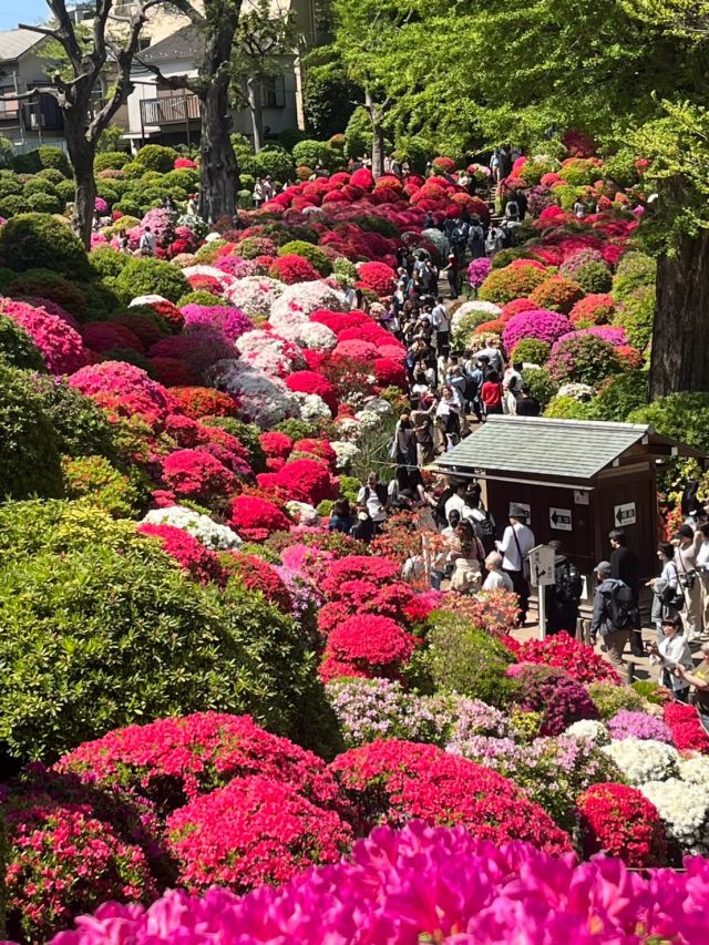 皆様こんにちは。

さくらの季節が
過ぎました。

お次はつつじ。
昨日は文京区にある
根津神社つつじ祭りに
行ってきました。

圧巻の100種類3000株の
つつじを鑑賞してきました。
駅から5分で行きやすく、
すごく大きな神社で
徳川家歴史を感じながら
池の亀を眺めたり
屋台のおだんごを
いただいたり。
素敵な神社でした。
千本鳥居もあります。

つつじ祭り期間
４月１日（水）～４月３０日（木）

・開苑時間
９時００分～１７時３０分　

・入苑寄進金
５００円～１０００円
（引率のある小学生以下の
お子様は無料）
入苑寄進金は花の
見頃によって変動。
（現金のみ）

おすすめです。
