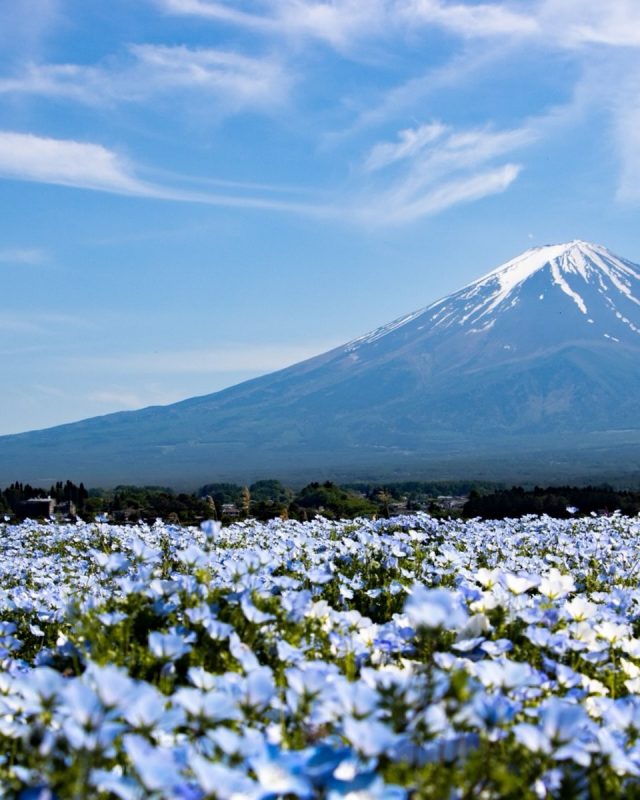 みなさんこんにちは

久しぶりに美容食材の
お話です。

5月は
“うっかり日焼け”
が始まる季節です。

春のやわらかい空気に
油断しがちですが、
実は紫外線量は
すでに急上昇中。
この時期は
外側ケアだけではなく
内側からのケアも
美肌のカギになります。

↓5月の美容食材はこちら↓

・トマト
“食べる日焼け止め”
とも言われる
リコピンで
紫外線対策◎

・新玉ねぎ
血流を整えて、
くすみ知らずの
透明感へ

・きゅうり
むくみケアに優秀。
体の巡りを
スッキリサポート。

・アスパラガス
疲れやすい
この時期に、
元気と代謝をプラス。

春は“整える”だけで
差がつく季節。
旬の食材を楽しみながら
無理なくキレイを
育てていきましょうね。

写真は、
この時期たくさんの
小さな花を咲かせる
ネモフィラです。

キレイ。
